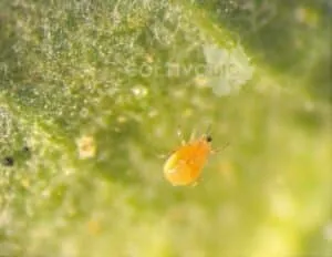 foglia con ragno giallo