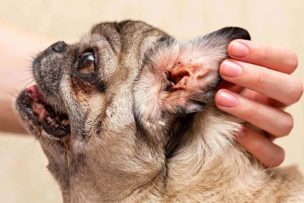 acari nelle orecchie del cane