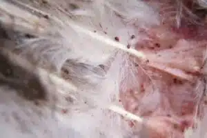 acari dei volatili