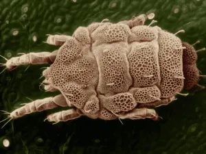 acaro su foglia di una pianta