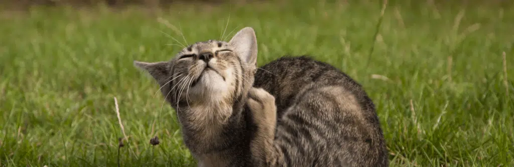 acari del gatto
