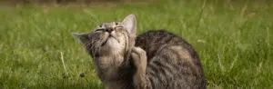 acari del gatto