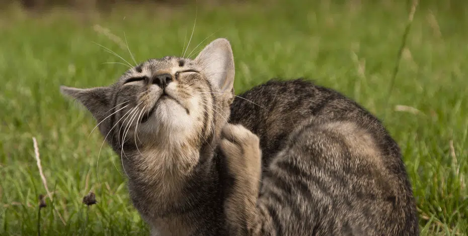 acari del gatto