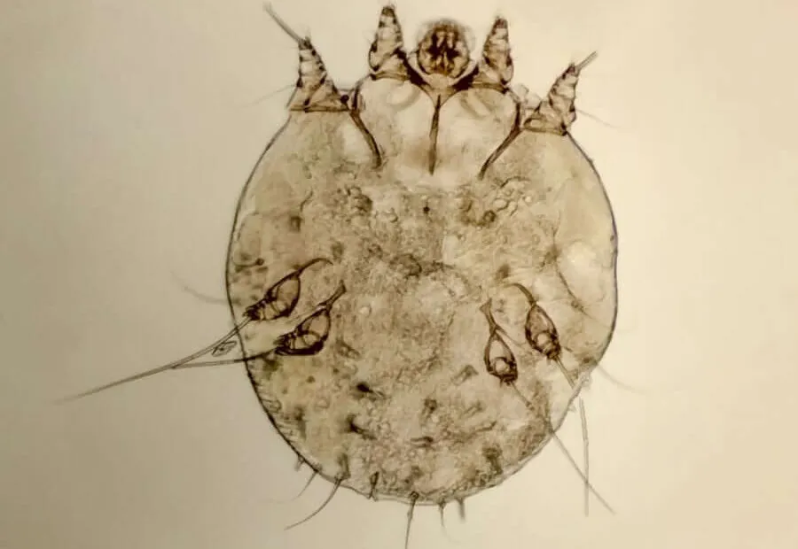 acaro della scabbia
