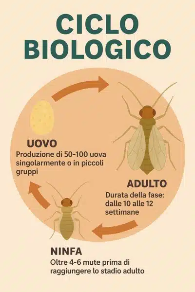 ciclo biologico vitale dello psocottero