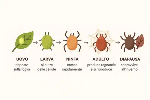 ciclo di vita degli insetti fitofagi infografica