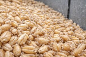difendere il grano dagli psocotteri