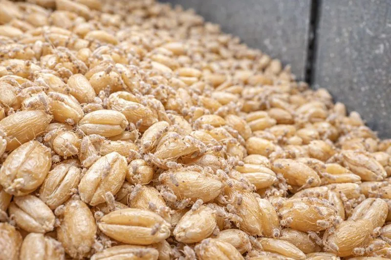 difendere il grano dagli psocotteri