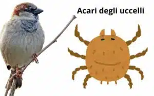 acari degli uccelli e dei volatili