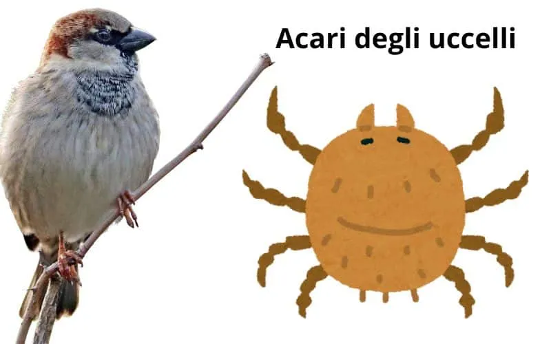 acari degli uccelli e dei volatili