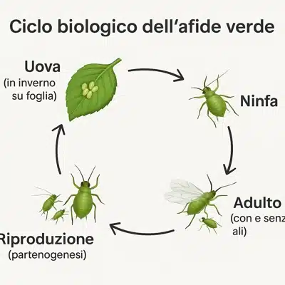 foto ciclo biologico afidi verdi