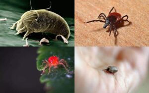 Scopri cosa sono gli acari e tutti i tipi di acari