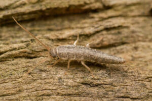 immagine di un triogomorpha