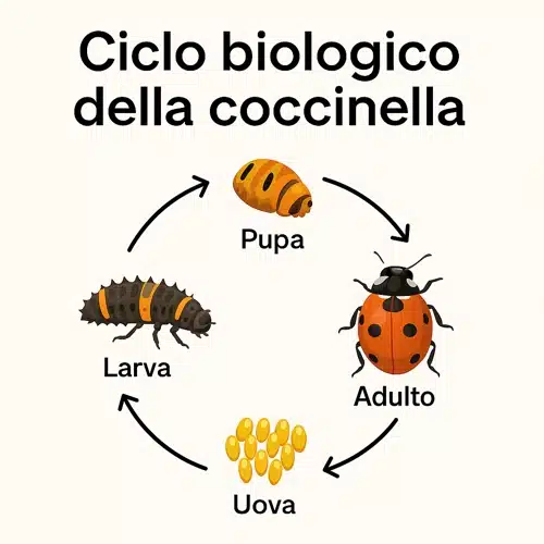 coccinella contro afidi
