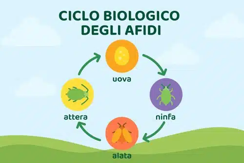 infografica ciclo biologico degli afidi
