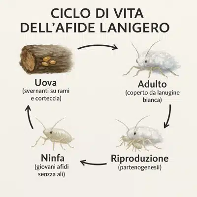 infografica ciclo di vita afide bianco