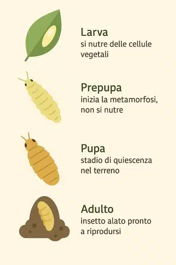 infografica tripidi ciclo di vita