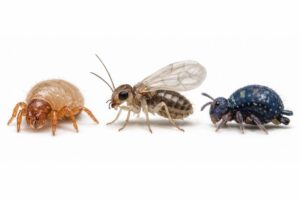 insetti e acari differenze