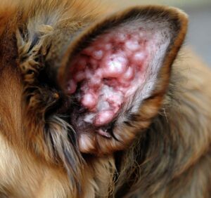 orecchio del cane infettato da acari