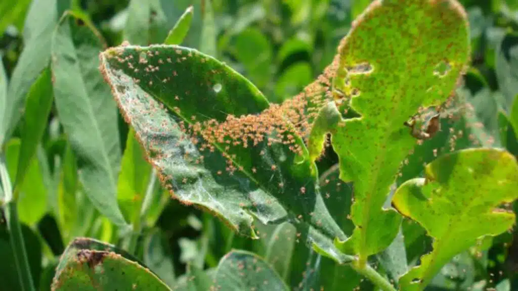 segni di infestazione da acari delle piante