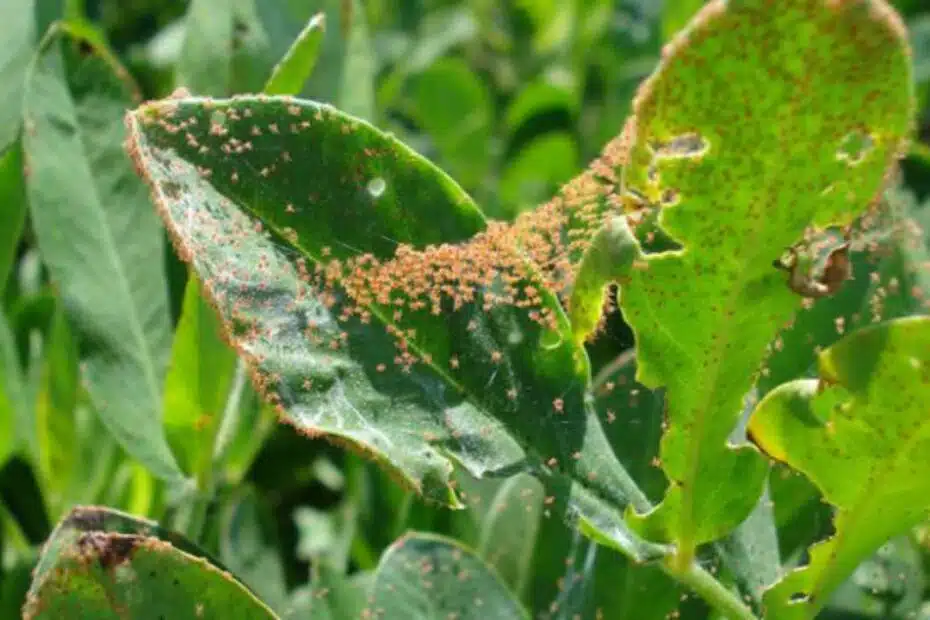 segni di infestazione da acari delle piante