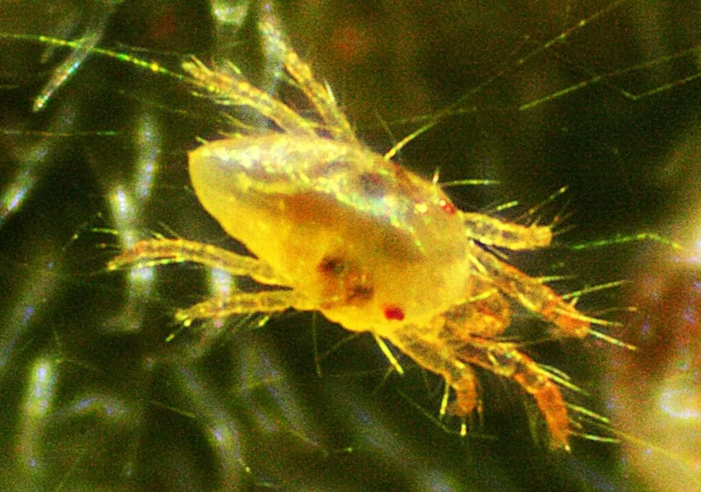 ragnetto giallo foto