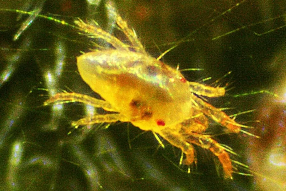 ragnetto giallo foto